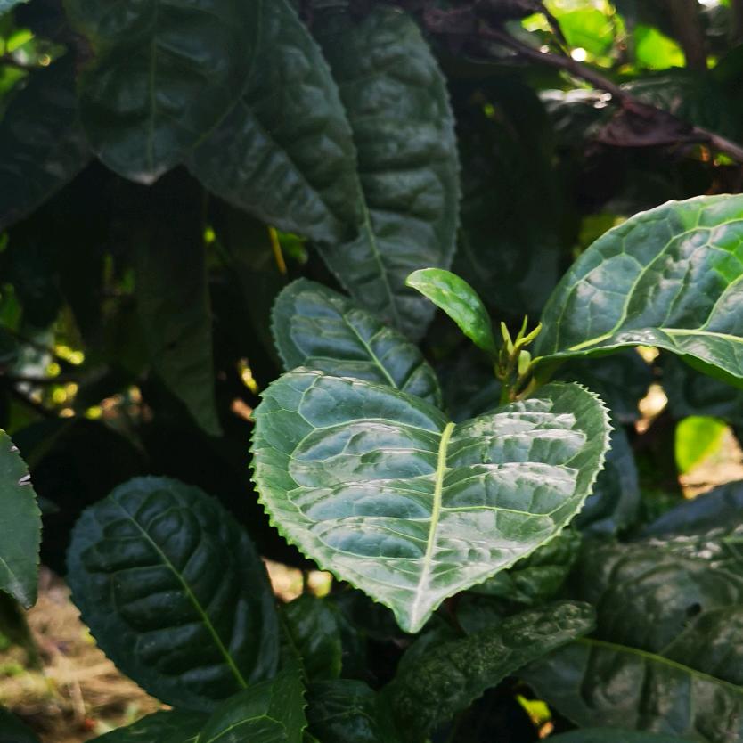 硒茶桔