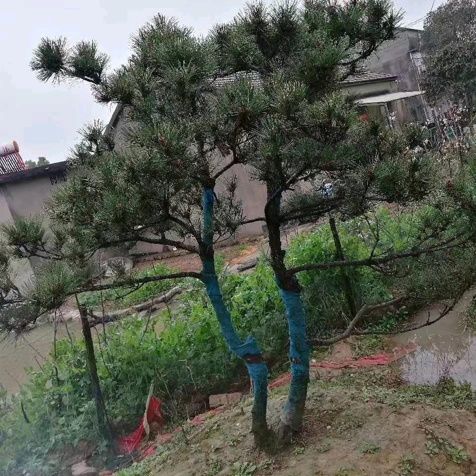 黑松苗圃园林