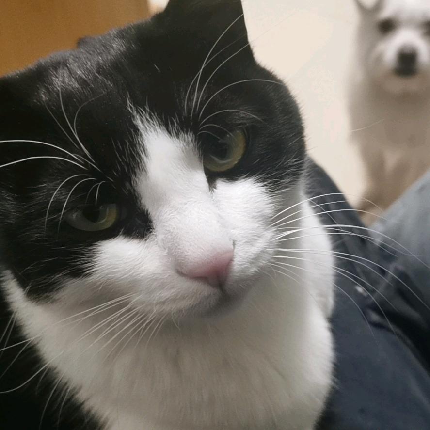 三只猪咪的两脚兽DIY