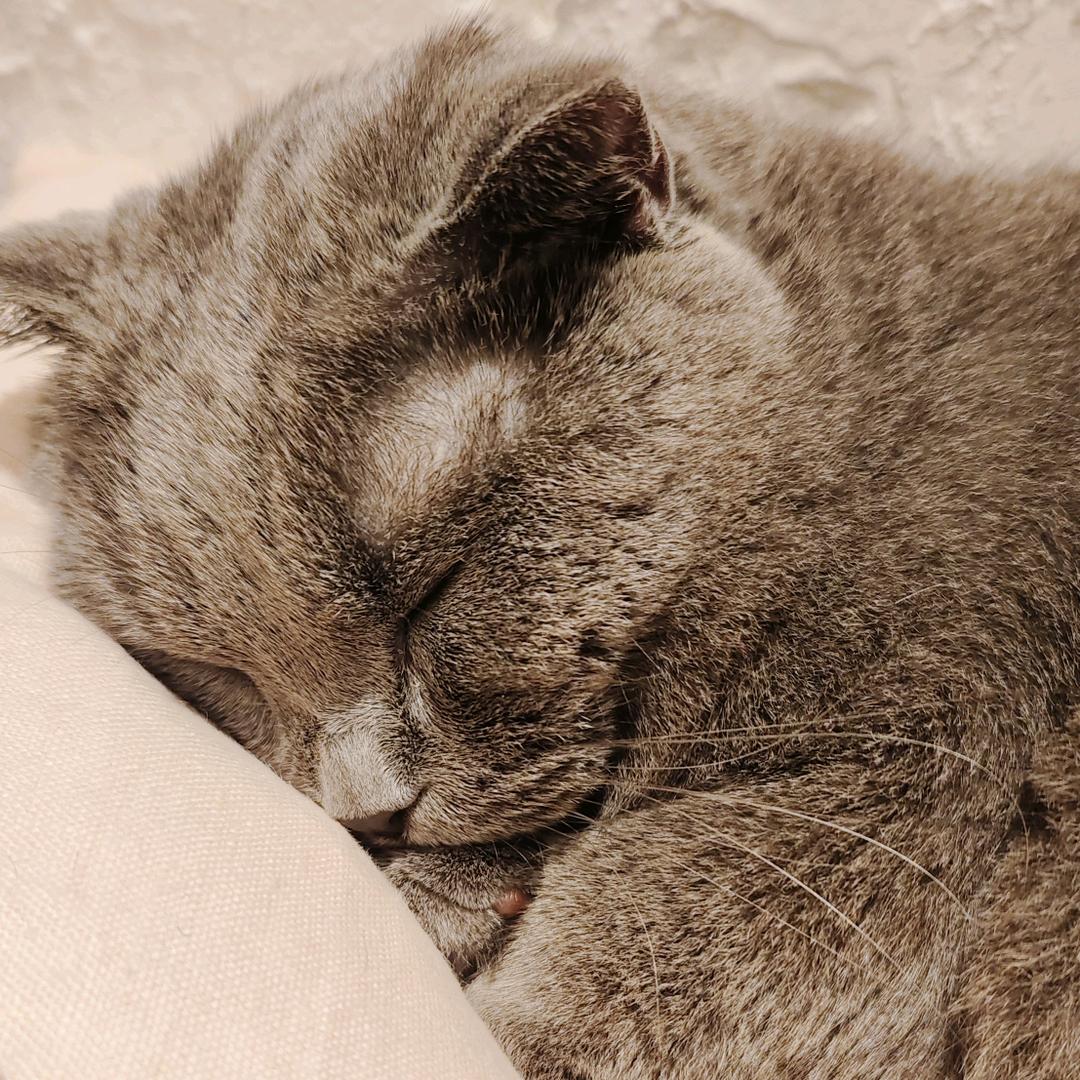 不喝咖啡会死星人