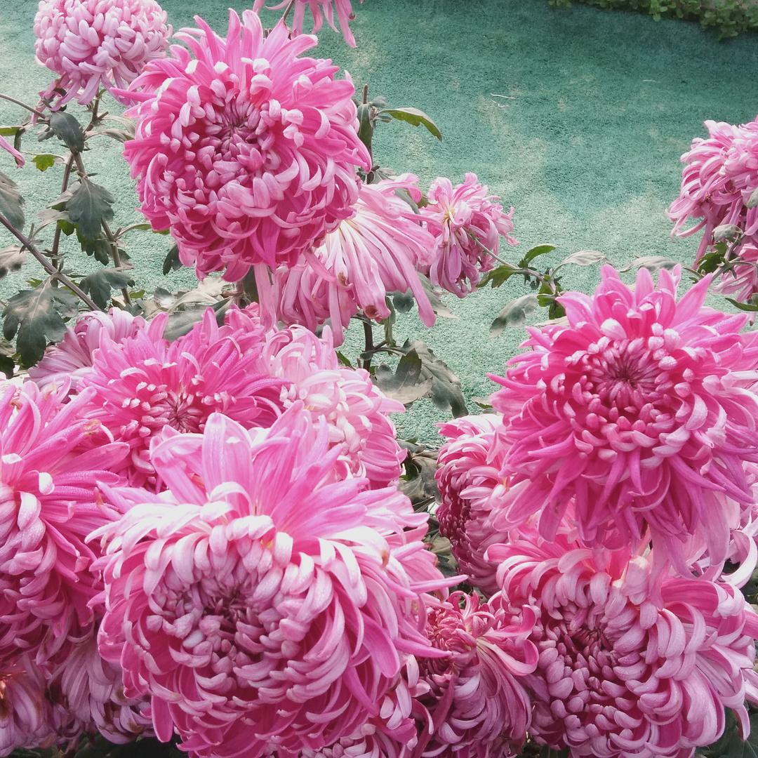 碧海蓝天学剪影