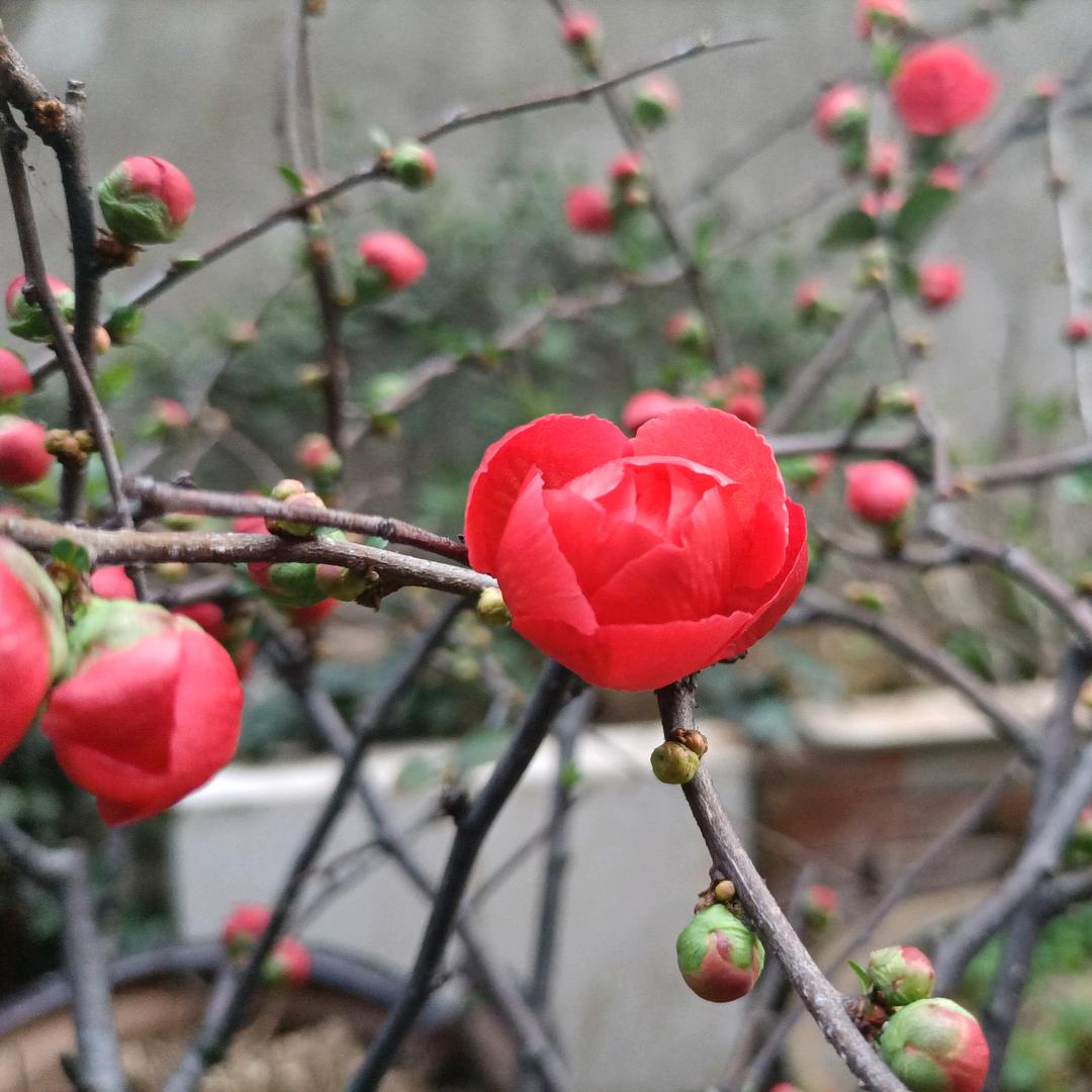 花开富贵