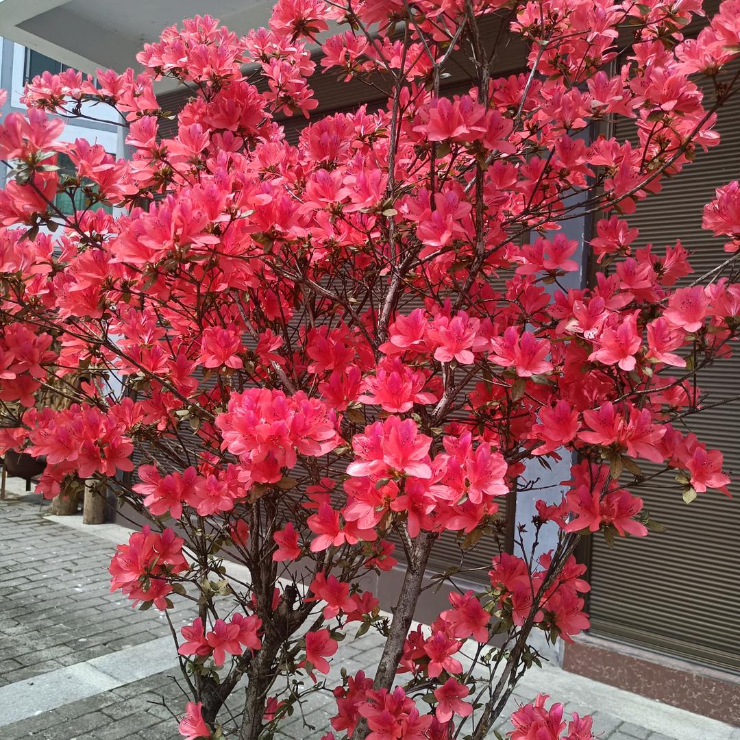 三妹
