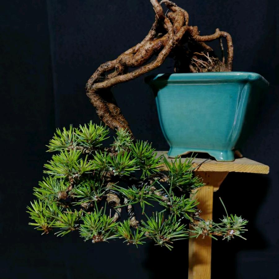 煜林花