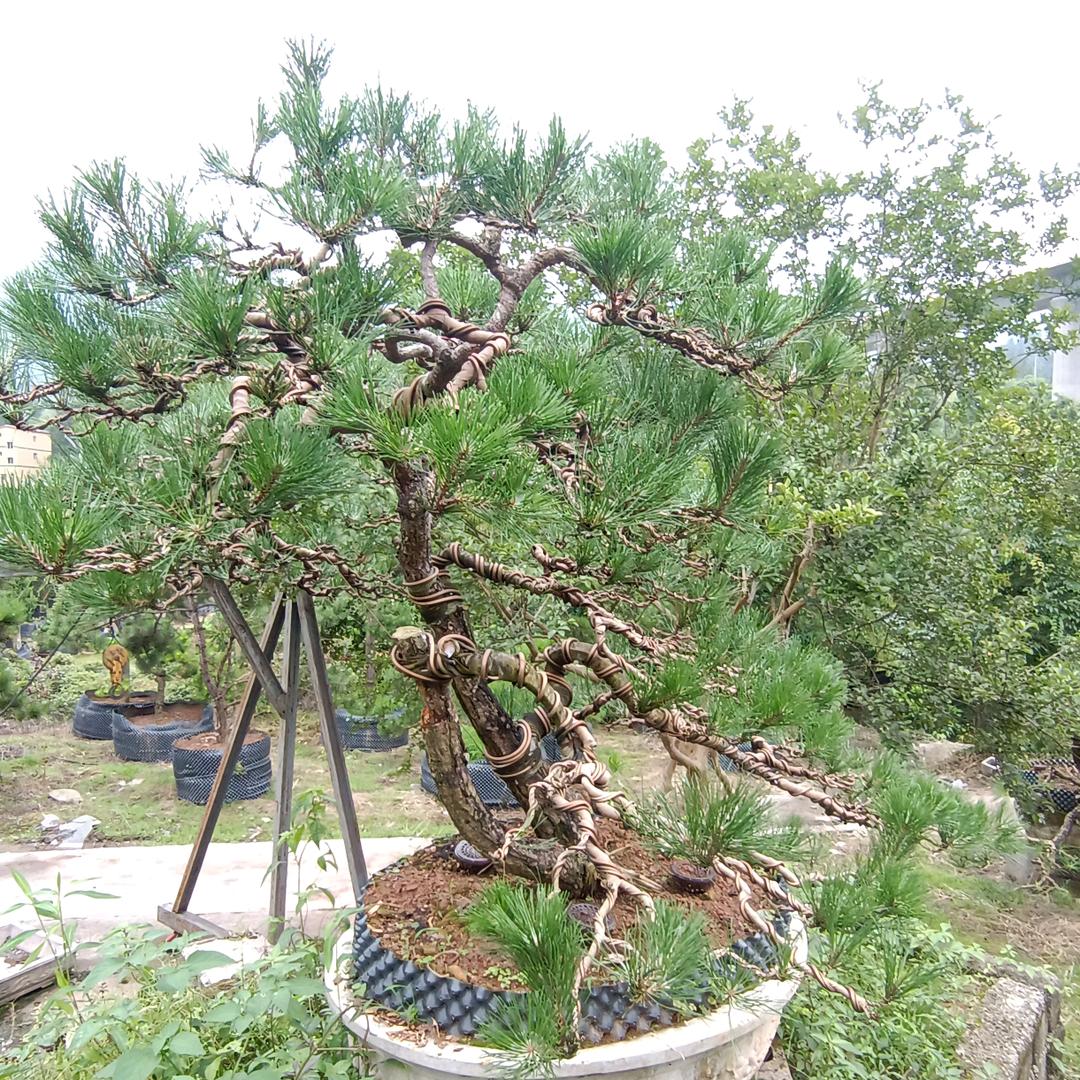 小梁子