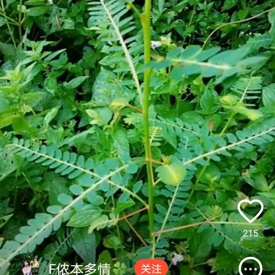 梦梦