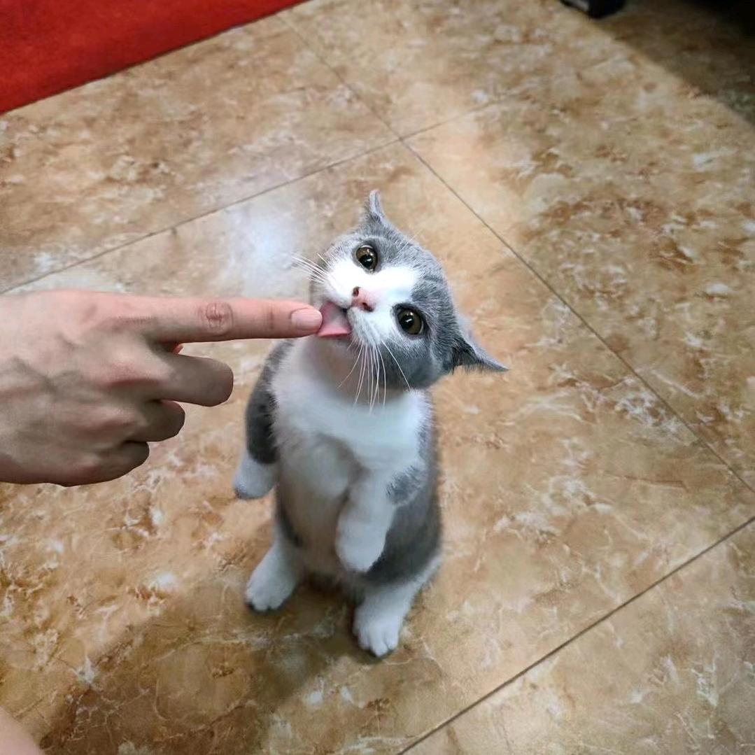 微醺装醉