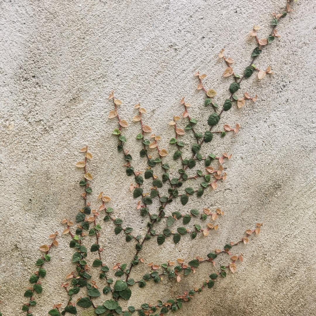 小乐乐和小峰峰