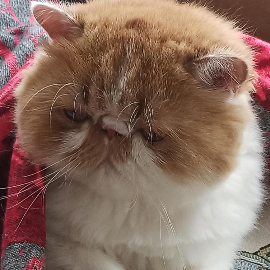 盘子