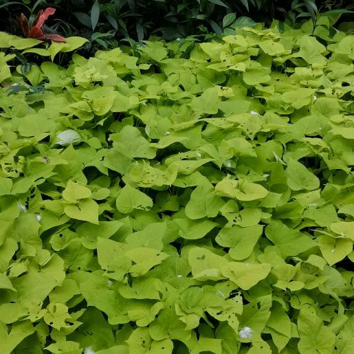 😁明天会更好