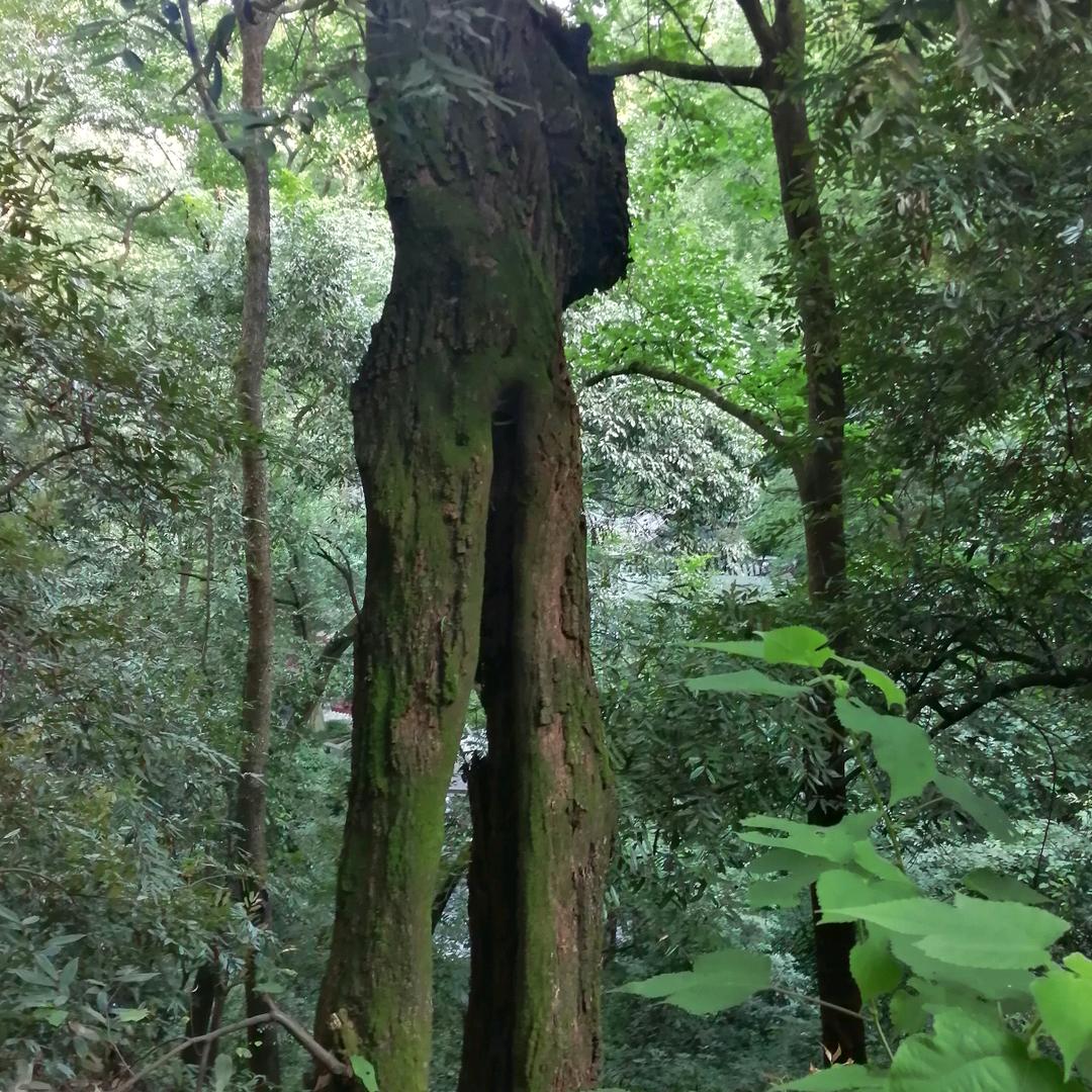 古树