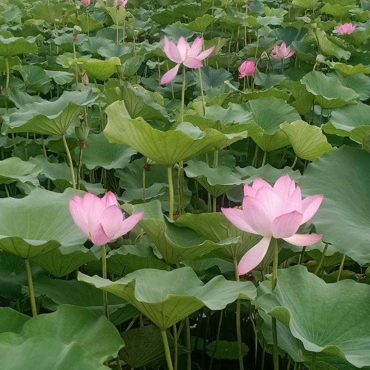 没心没肺的活着