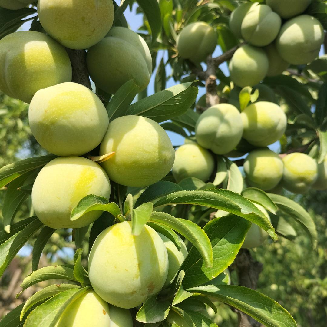 大丰收生态採摘园