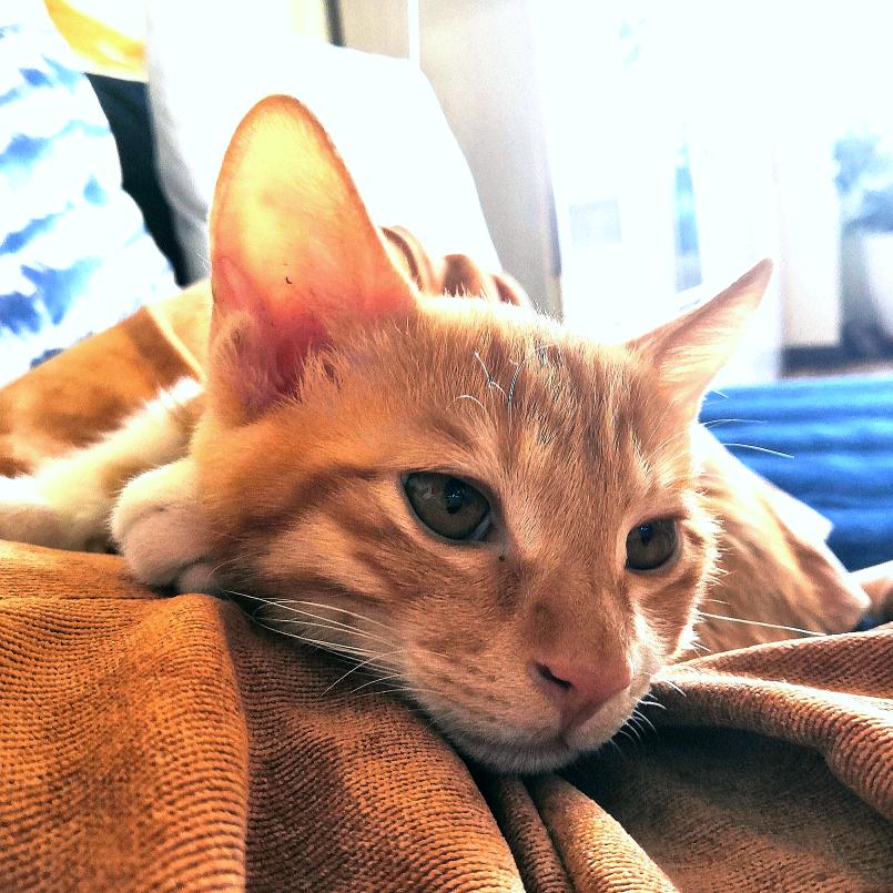 请叫我二次元贝