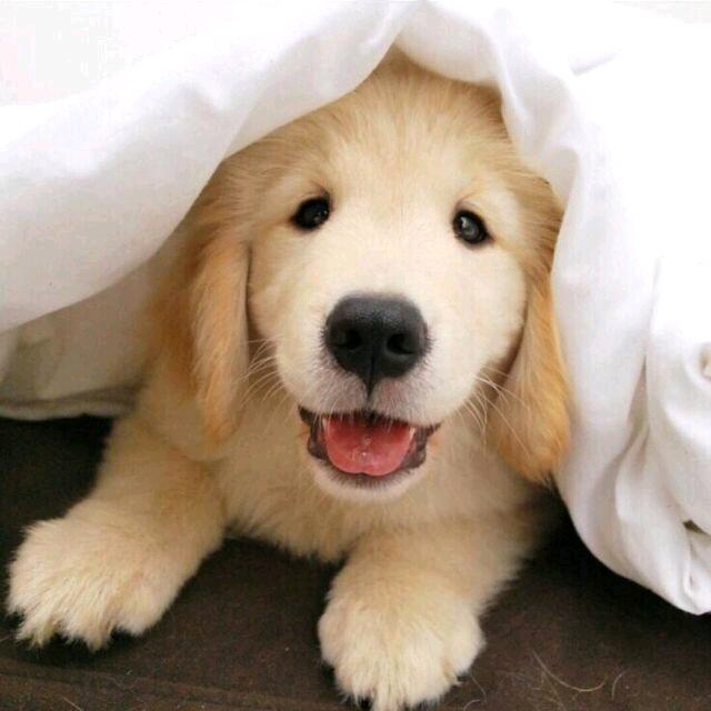 Vu Bark