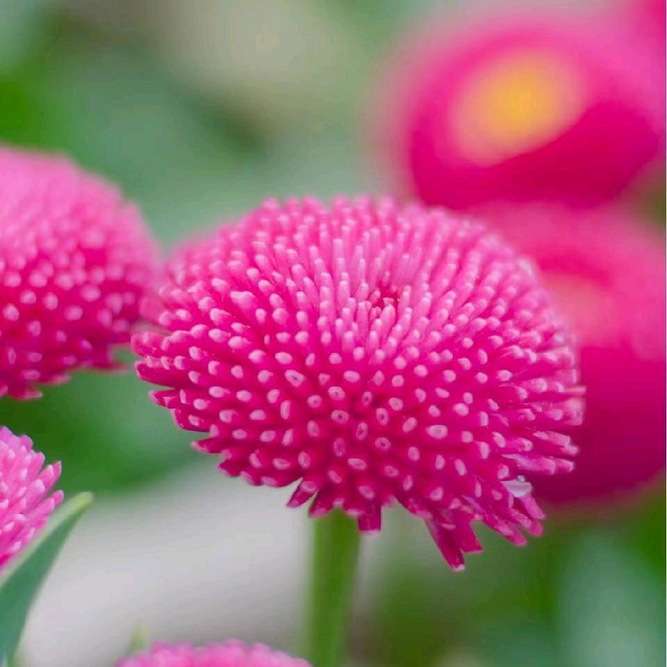 天天快乐🌸🌸🌸