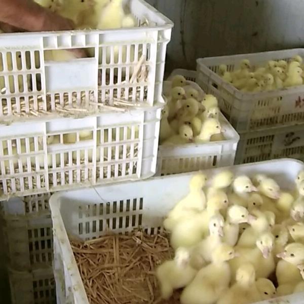 李燕飞