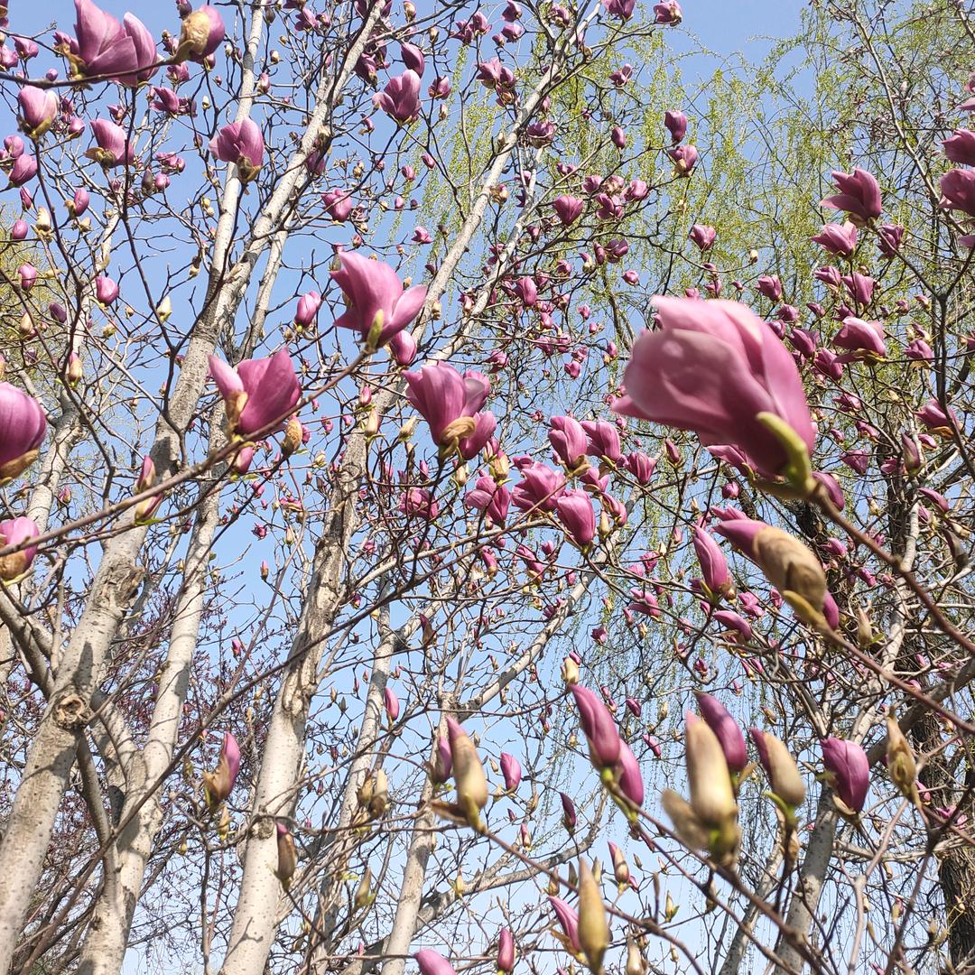 ❤️❤️❤️❤️🌸🌸🌸🌸🌸