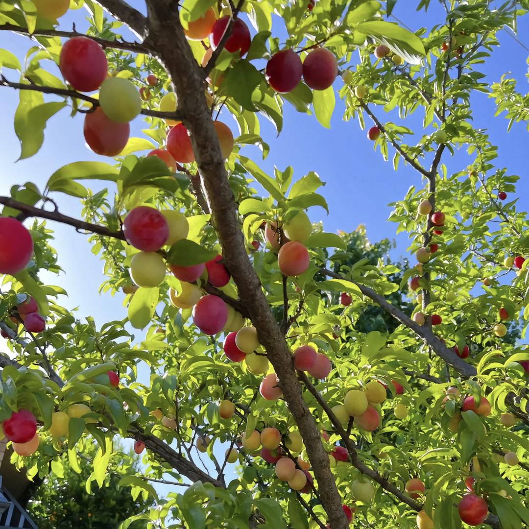 芳꧁🍓儿꧂