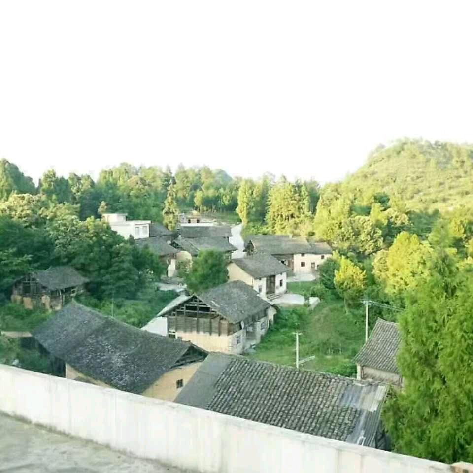 绝望玫瑰园