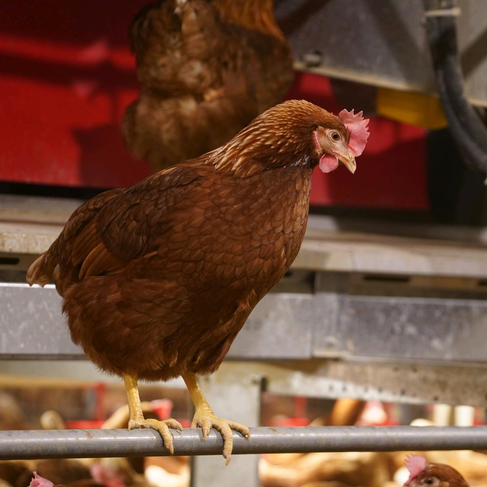生态鸡：非笼养鸡蛋