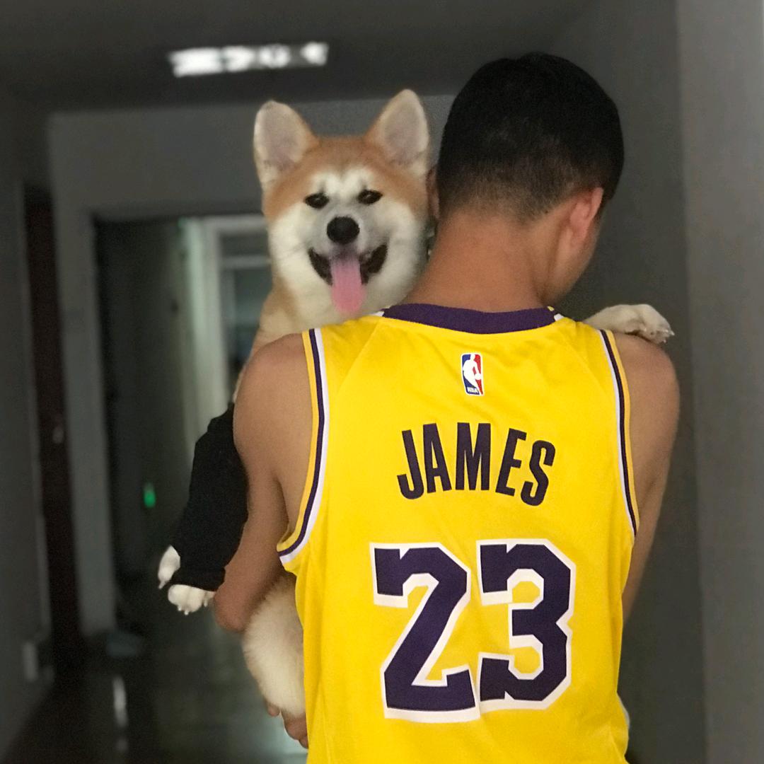 秋田犬百万