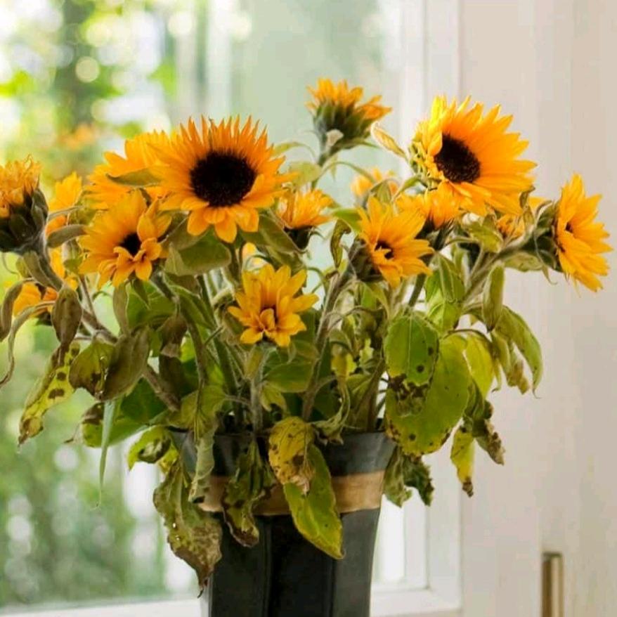 开心一笑254326012（爱书法）