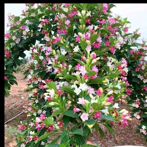 退役老兵创业基地