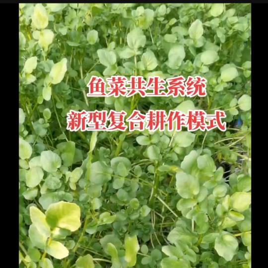 红日河壮鱼菜共生