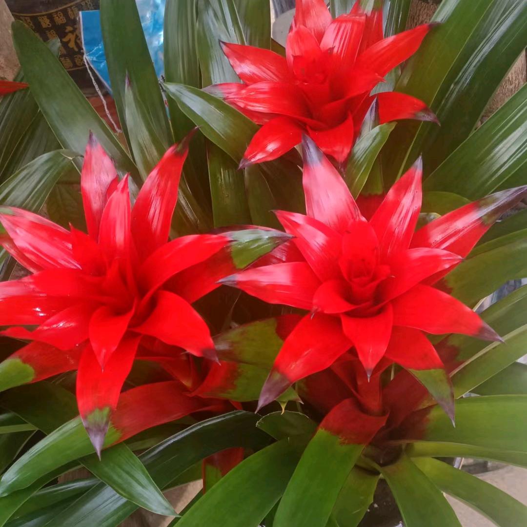 富平花卉🌹幸福的奶奶❤️