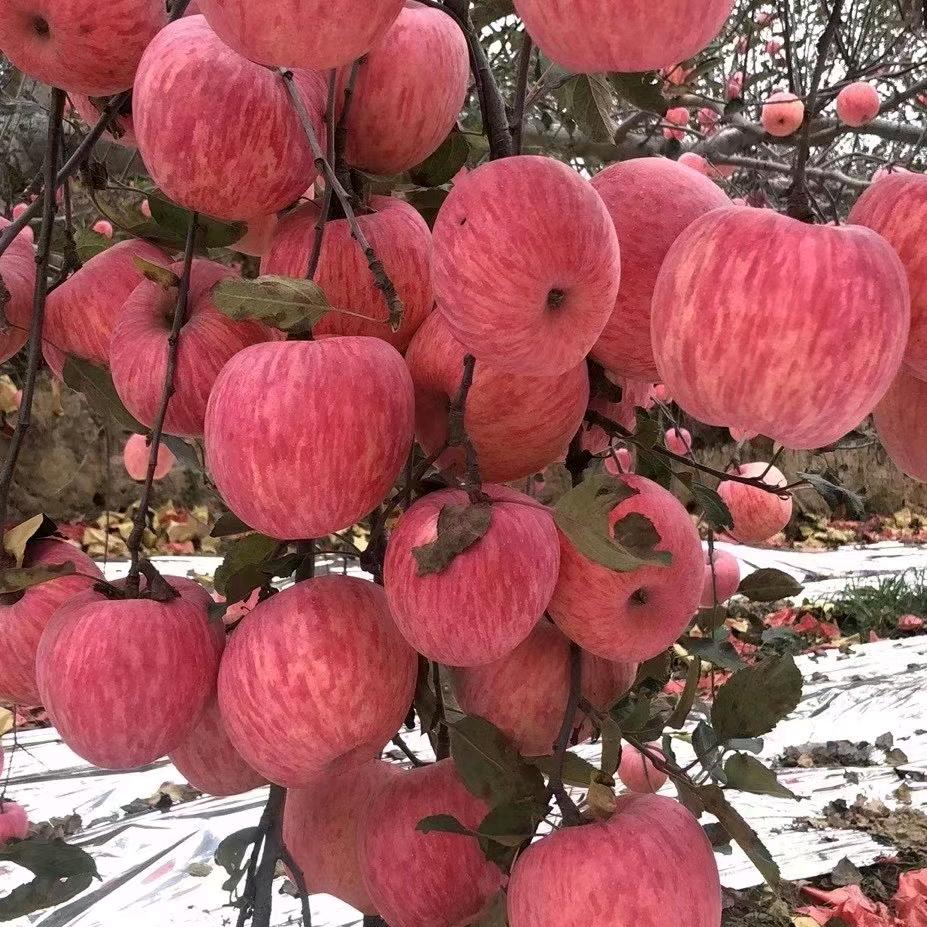 吉县苹果🍎  隰县玉露香梨批发
