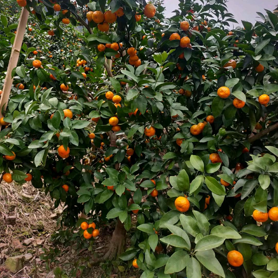 沙糖橘老树桩