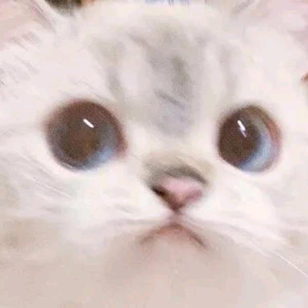 汤姆布利柏.