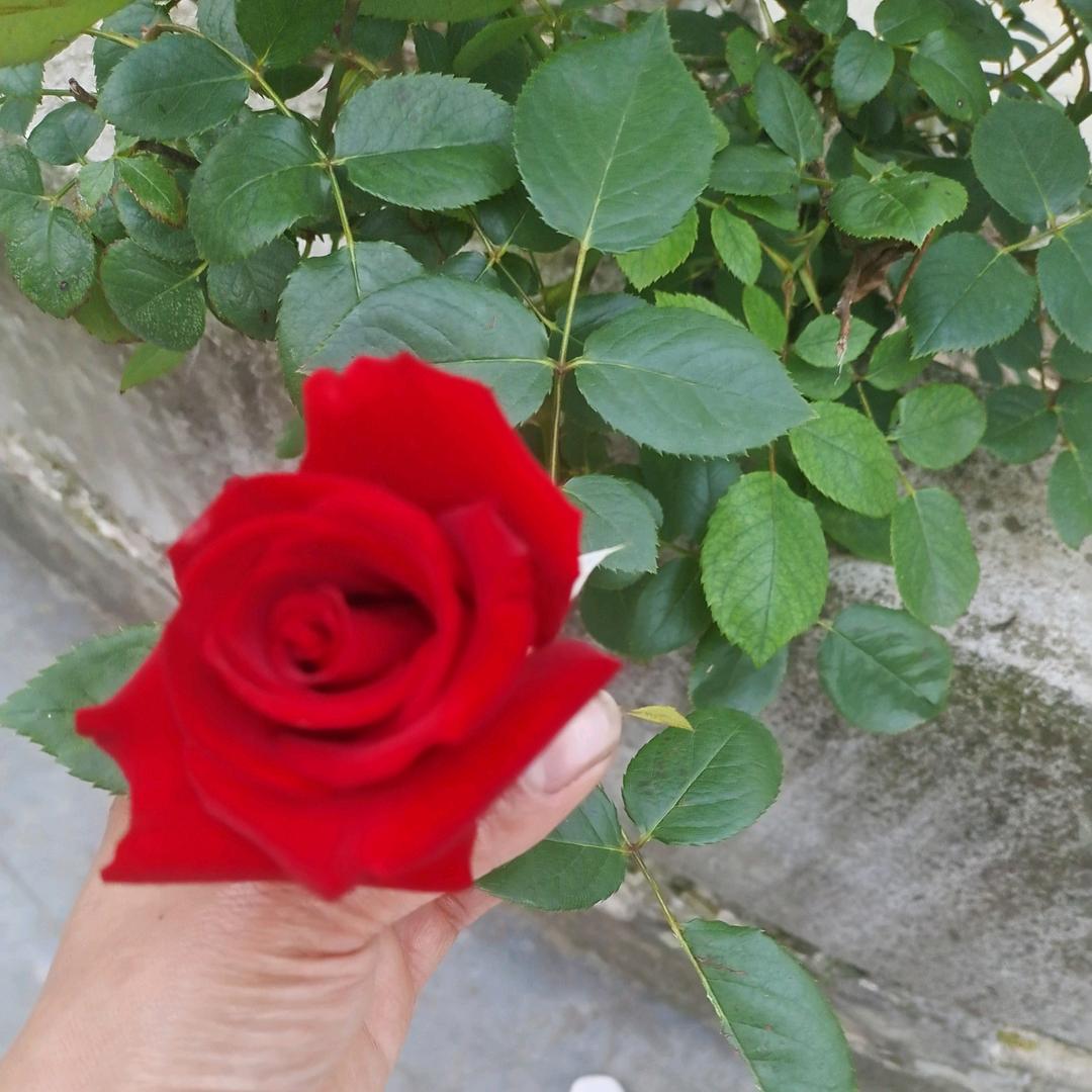 💞ღ᭄唐家菇凉꧔ꦿ᭄💞