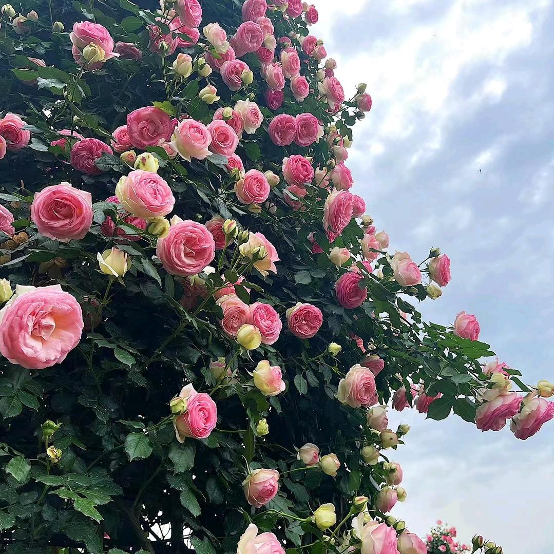 MoMo.不可爱🌸🌸🌸🌸