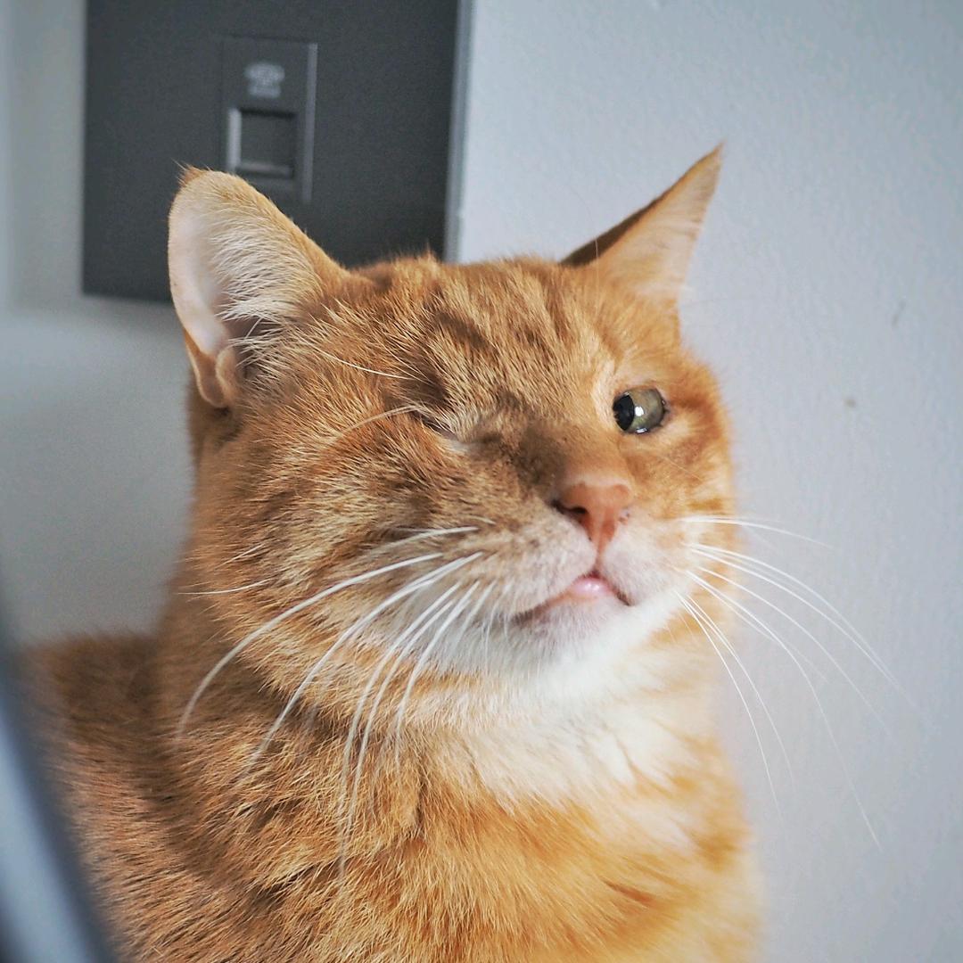 酷酷的橘子😸