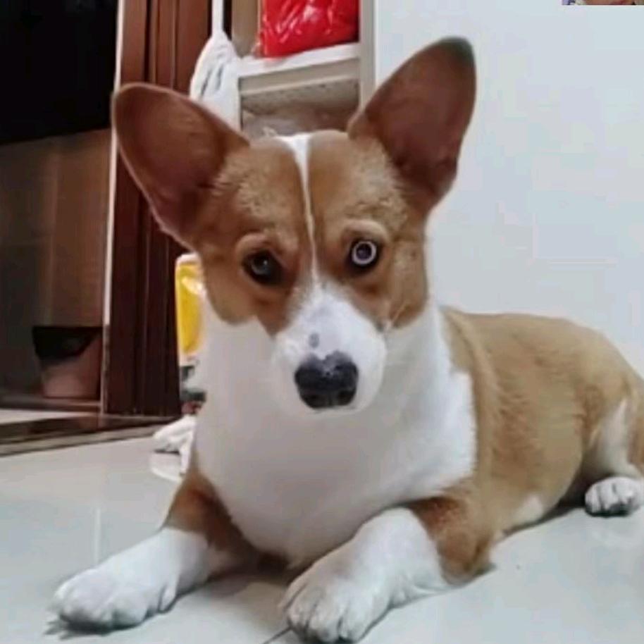 (阿迪)