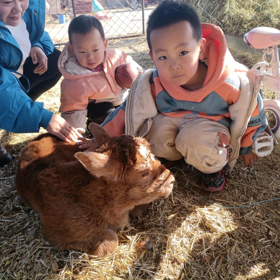 阿贵高勒嘎查散养牛羊肉