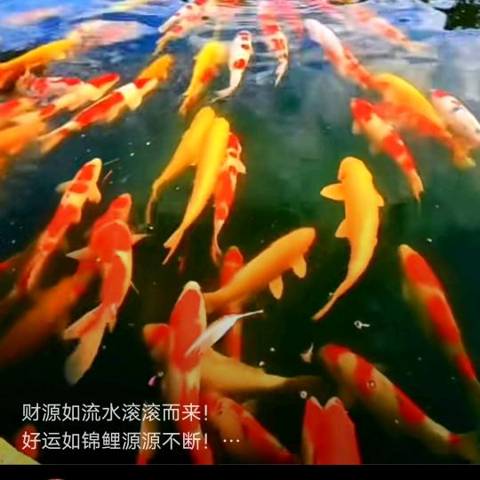 杜鹃杜