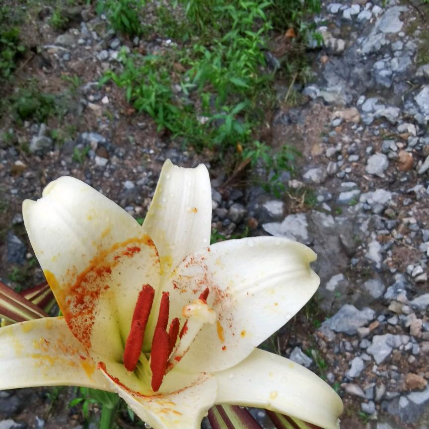 平常心