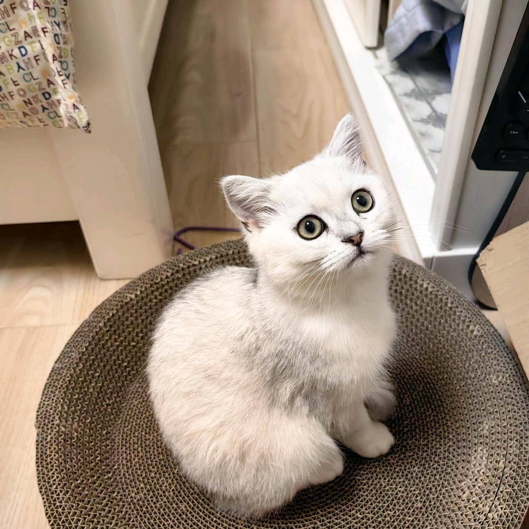 ❤江十一🐱～👣