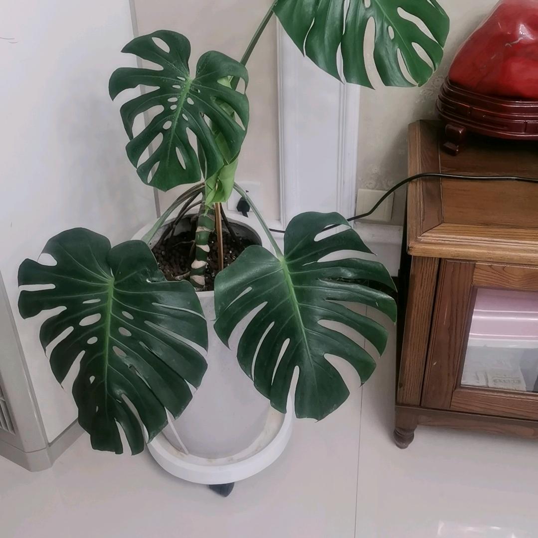 吃糖的鱼