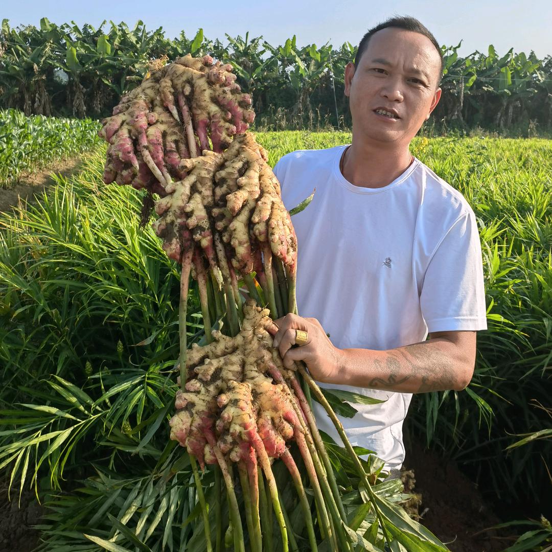 版纳九洪姜业