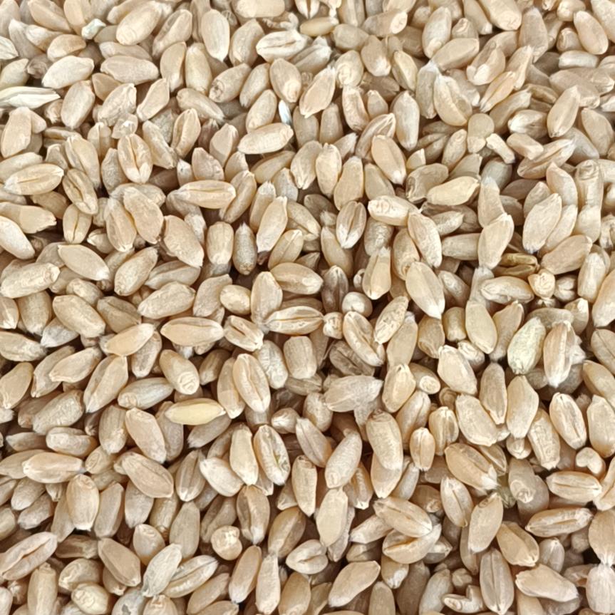 羊羊常年购销玉米下角料。酒精粮。养殖碎玉