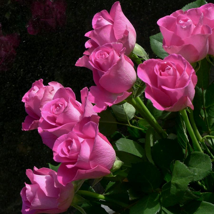 彼岸🌴繁华似锦