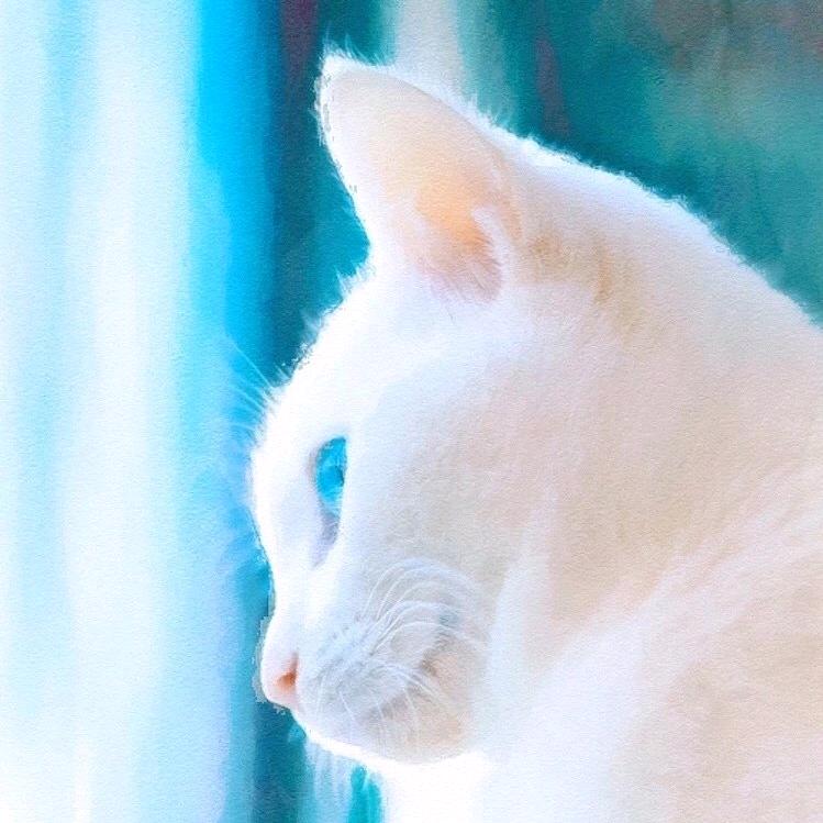 橙子🍊