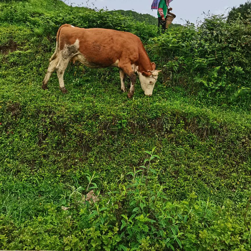 威宁县锐程养殖销售点