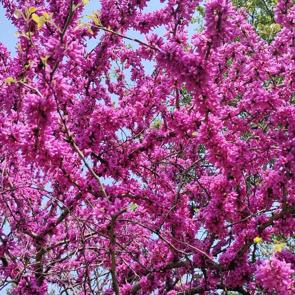 红丝丝，{拒绝私聊）不要连赞