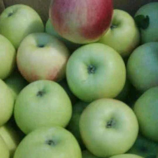 青苹果
