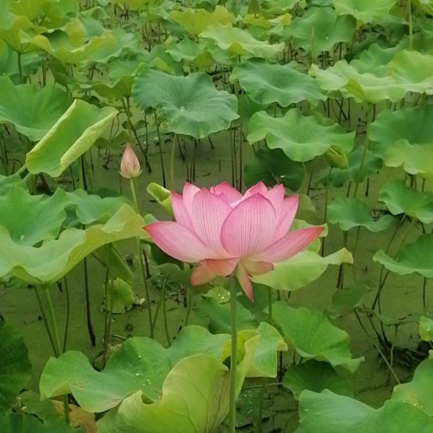 俊哥